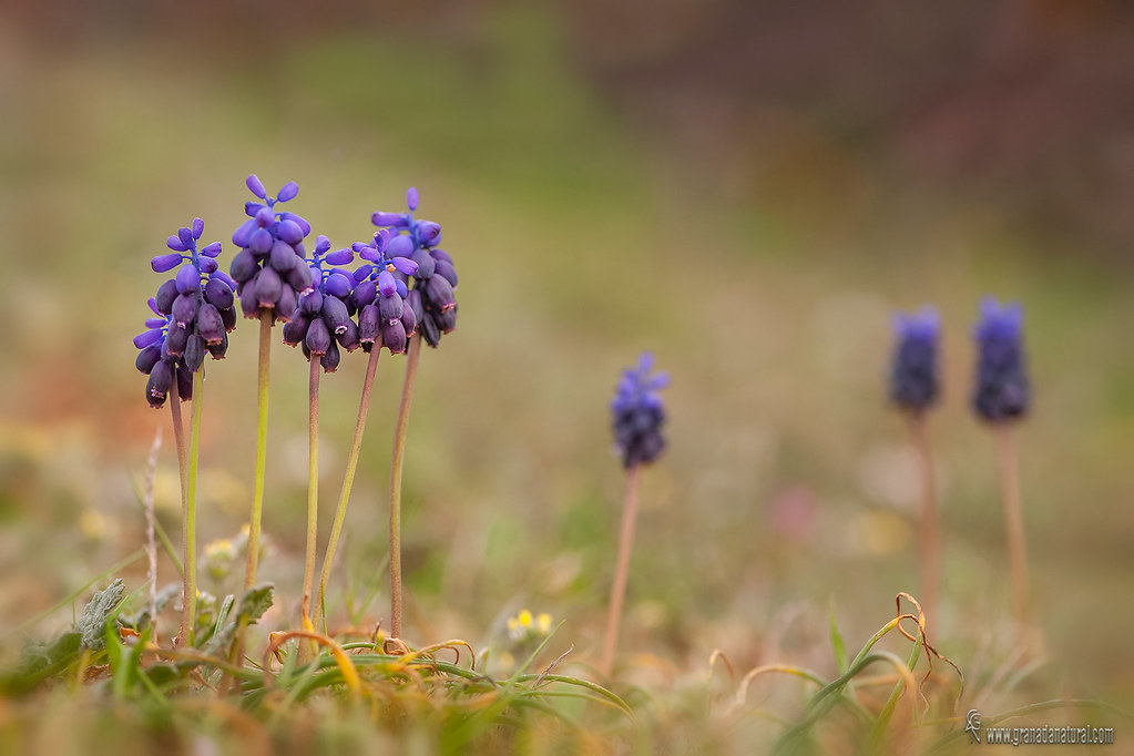 Muscari neglectum