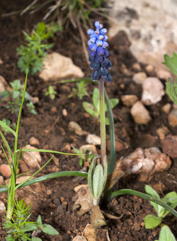 Muscari neglectum.01