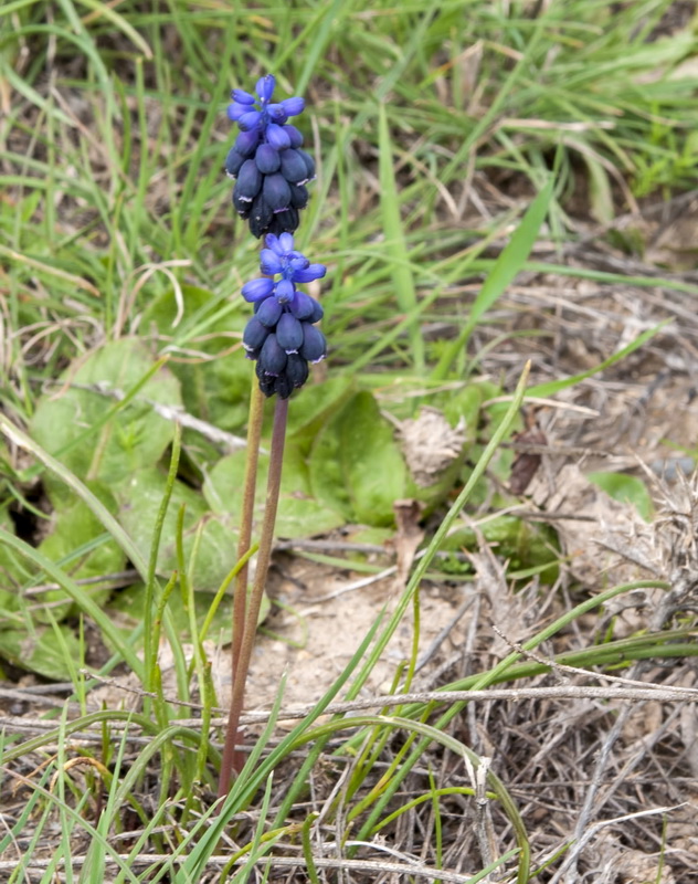 Muscari neglectum.03