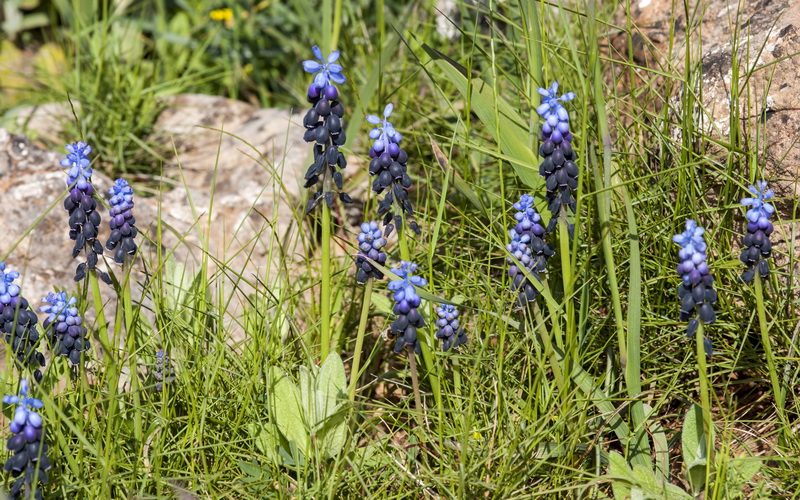 Muscari neglectum.04