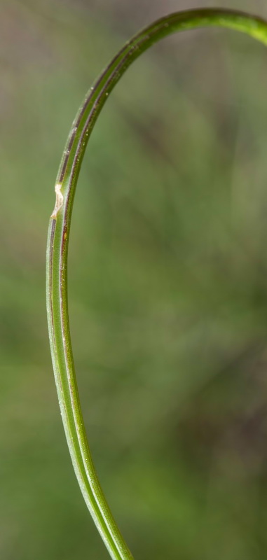 Muscari neglectum.05