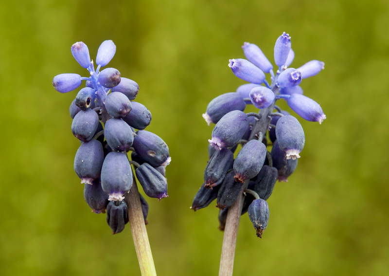 Muscari neglectum.08