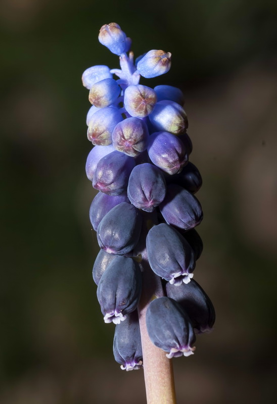 Muscari neglectum.10