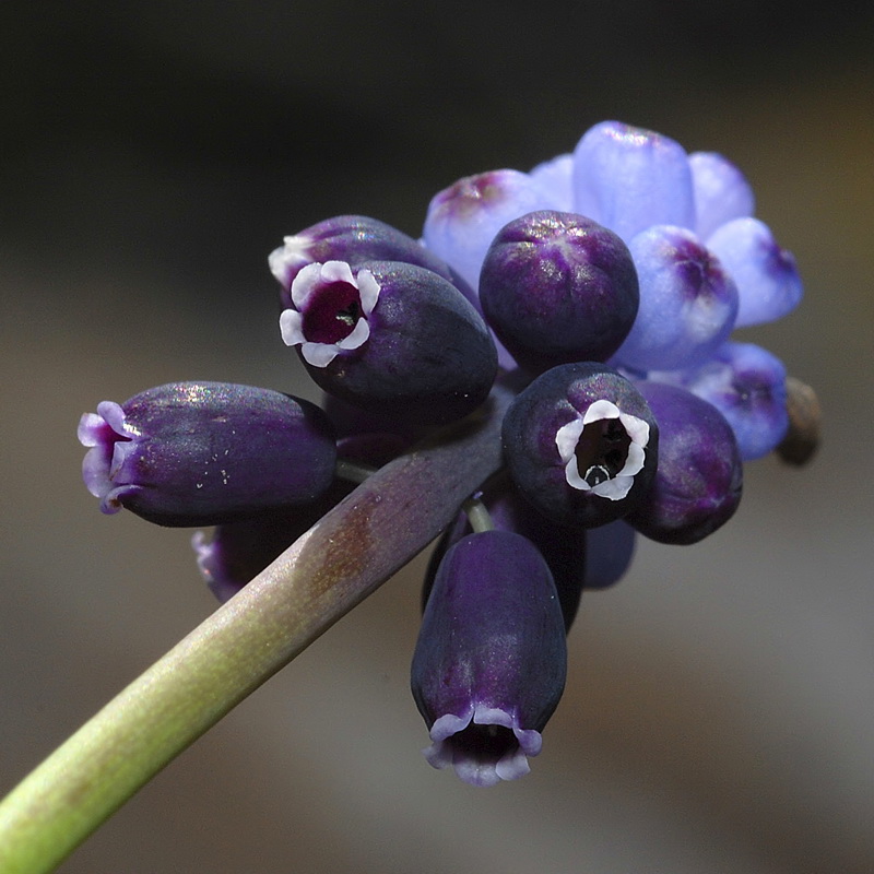 Muscari neglectum.12