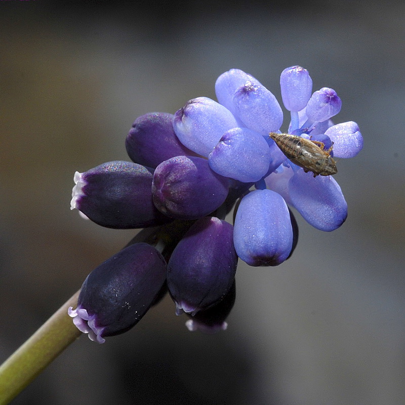 Muscari neglectum.13