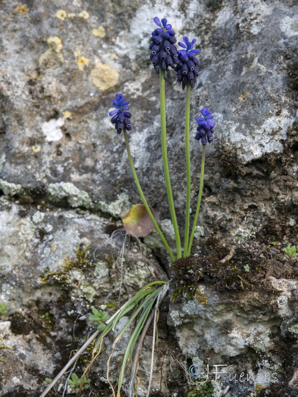 Muscari neglectum.01