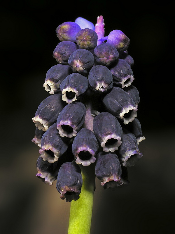 Muscari neglectum.22