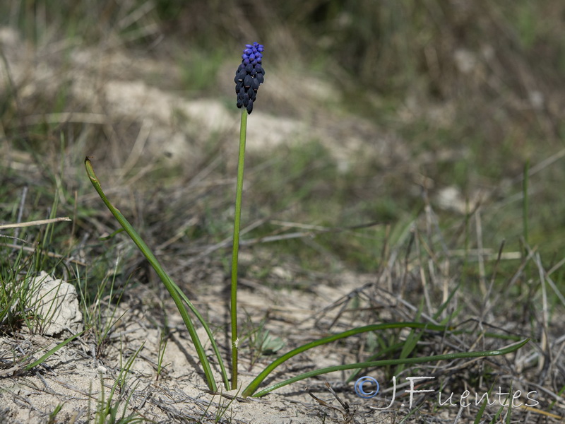 Muscari olivetorum.01