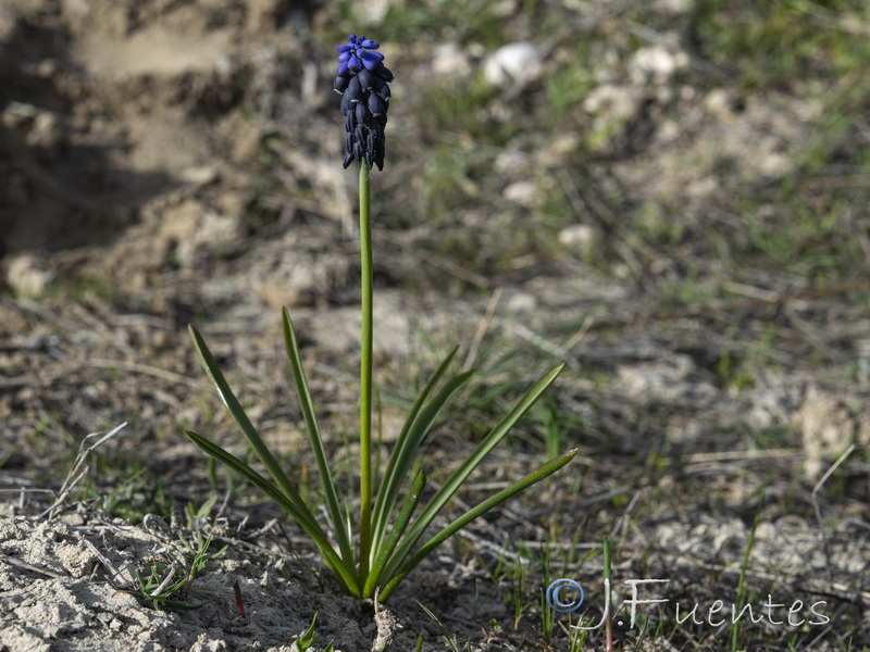 Muscari olivetorum.02