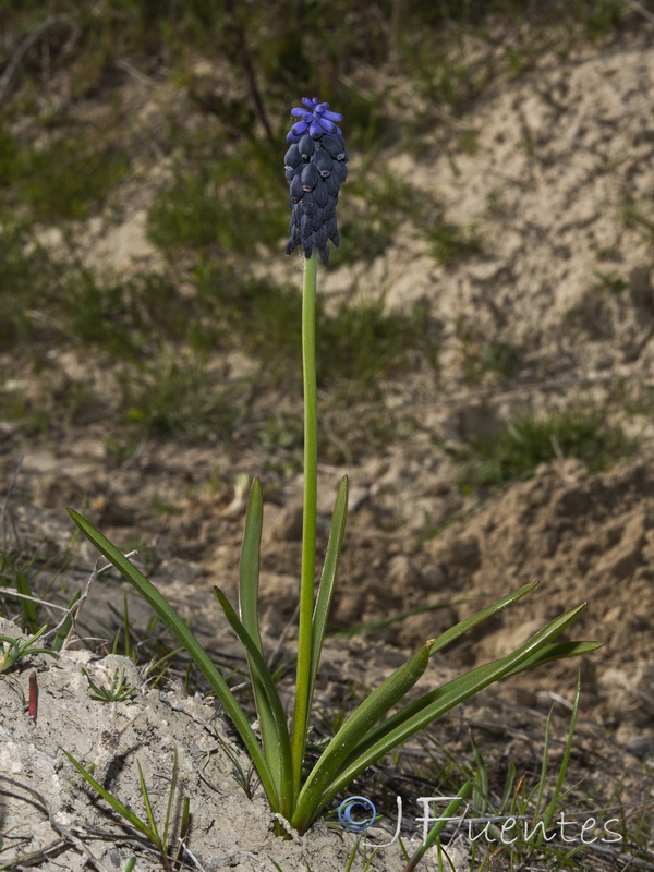 Muscari olivetorum.03