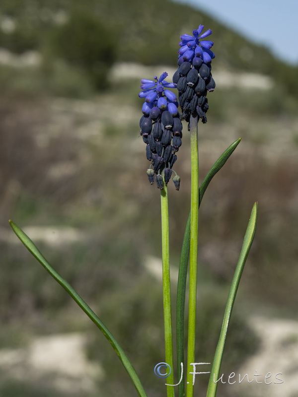 Muscari olivetorum.04