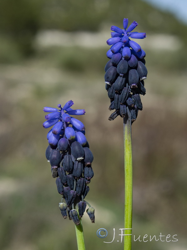 Muscari olivetorum.06