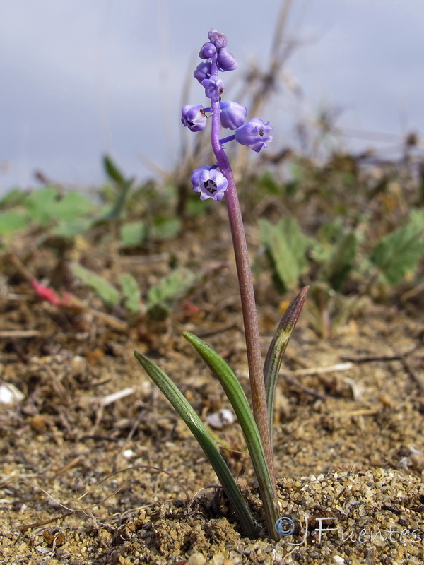 Muscari parviflorum.02