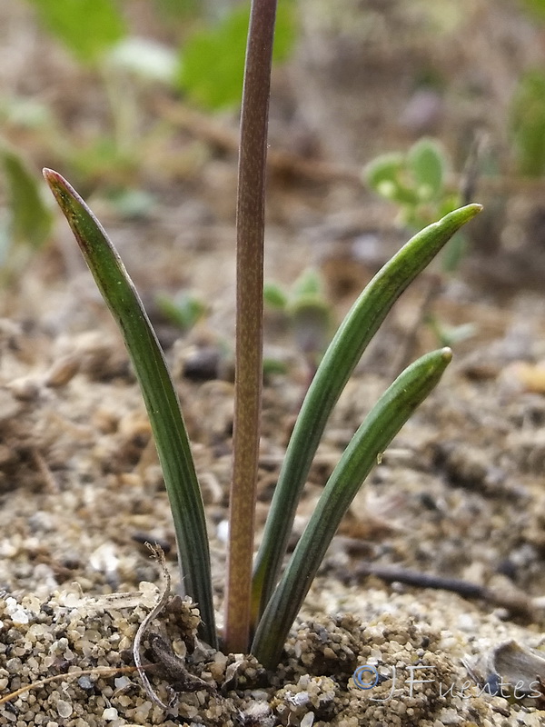 Muscari parviflorum.03