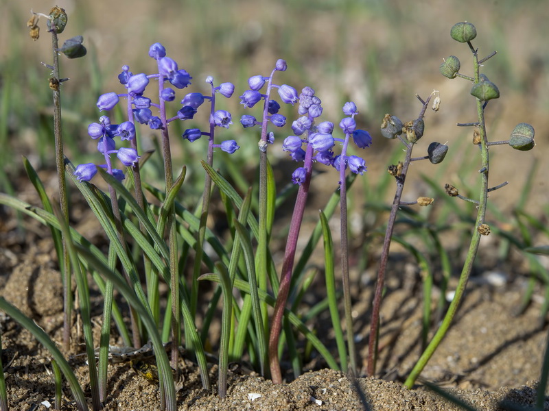 Muscari parviflorum.06