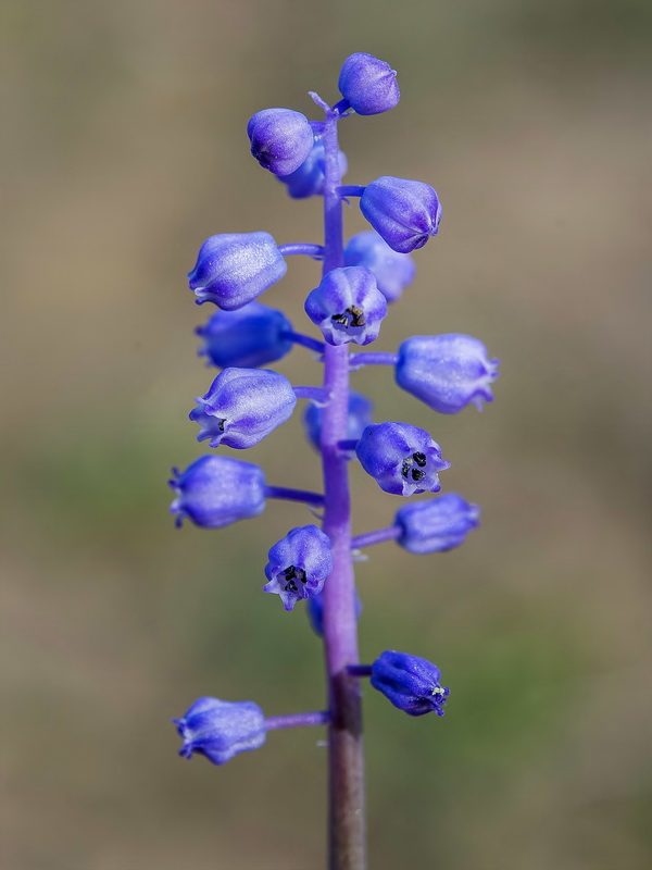 Muscari parviflorum.12