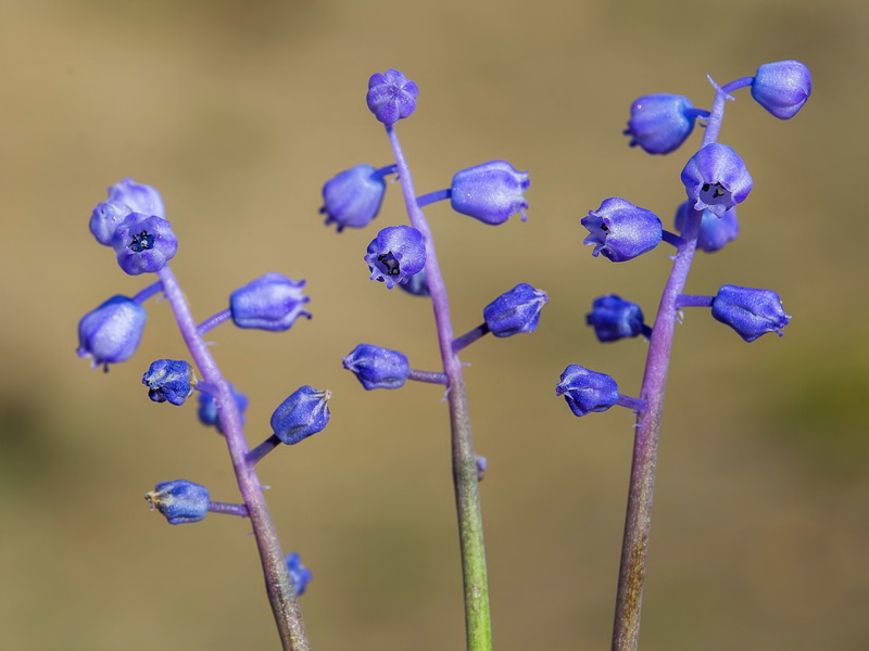 Muscari parviflorum.13