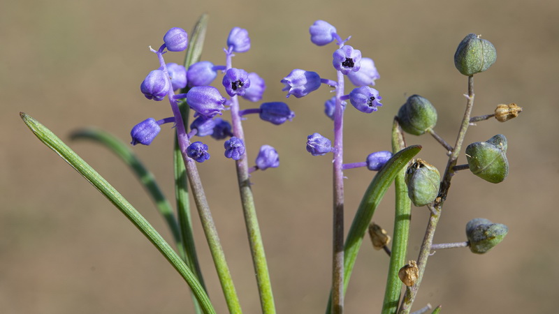 Muscari parviflorum.14