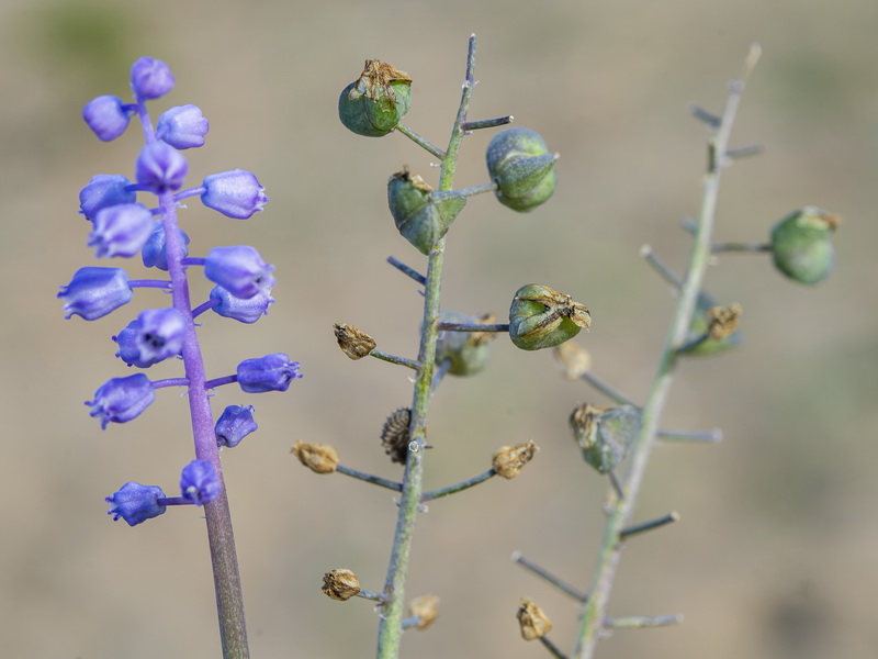 Muscari parviflorum.16