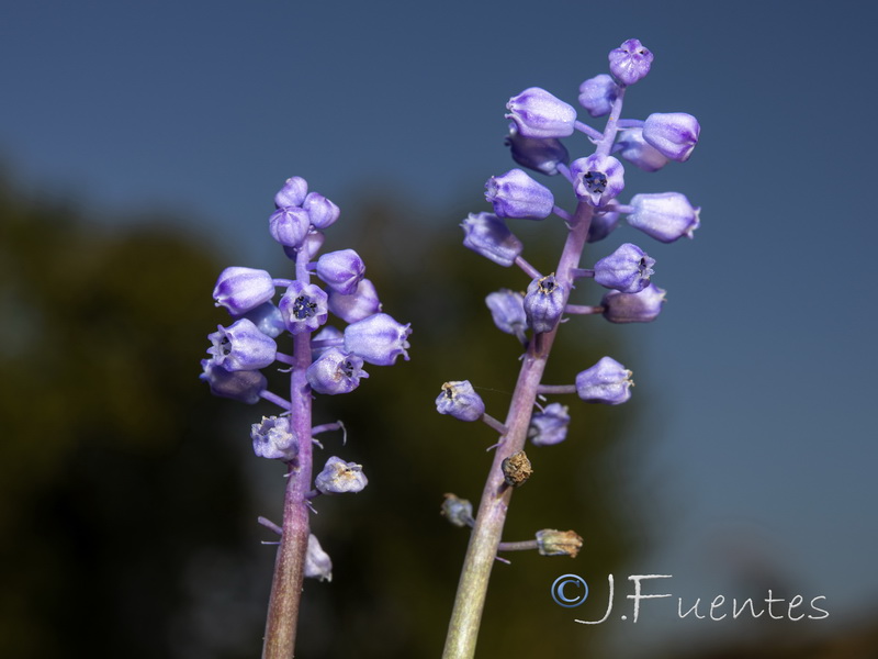 Muscari parviflorum.21