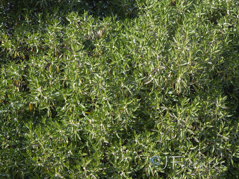 Myoporum laetum.01