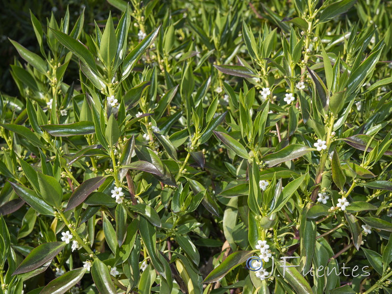 Myoporum laetum.02