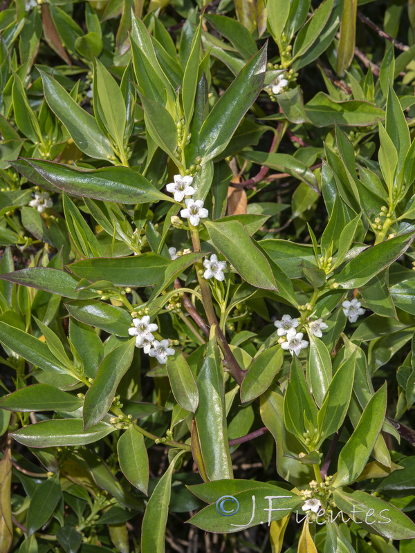 Myoporum laetum.03