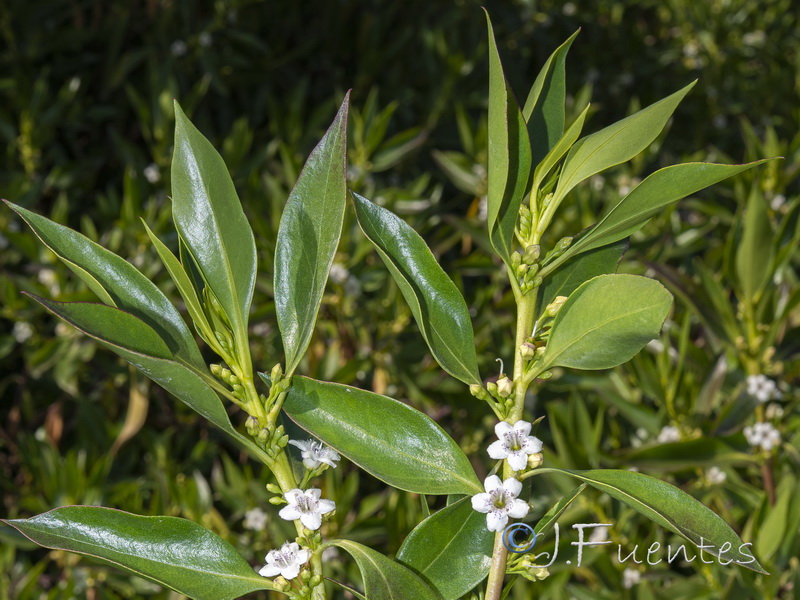 Myoporum laetum.05