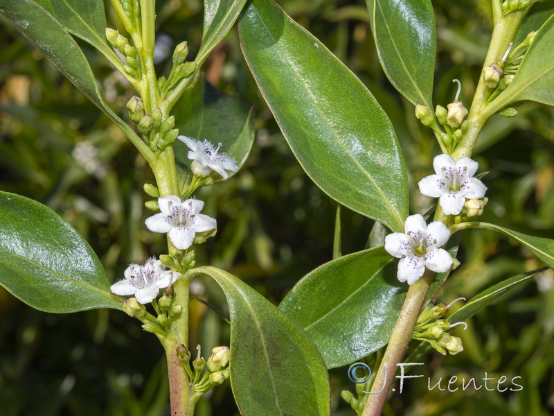 Myoporum laetum.07