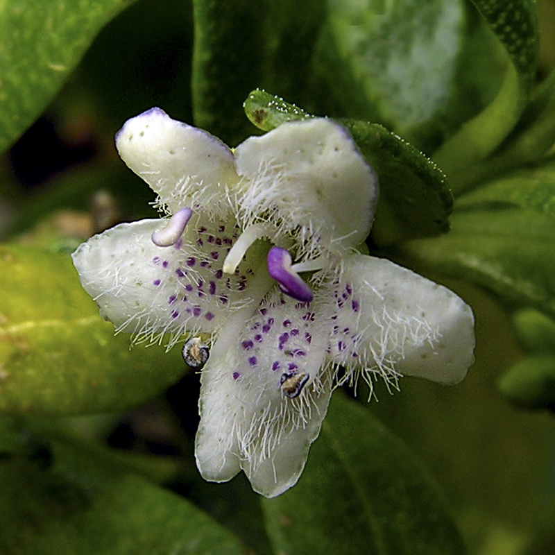 Myoporum tenuifolium.01