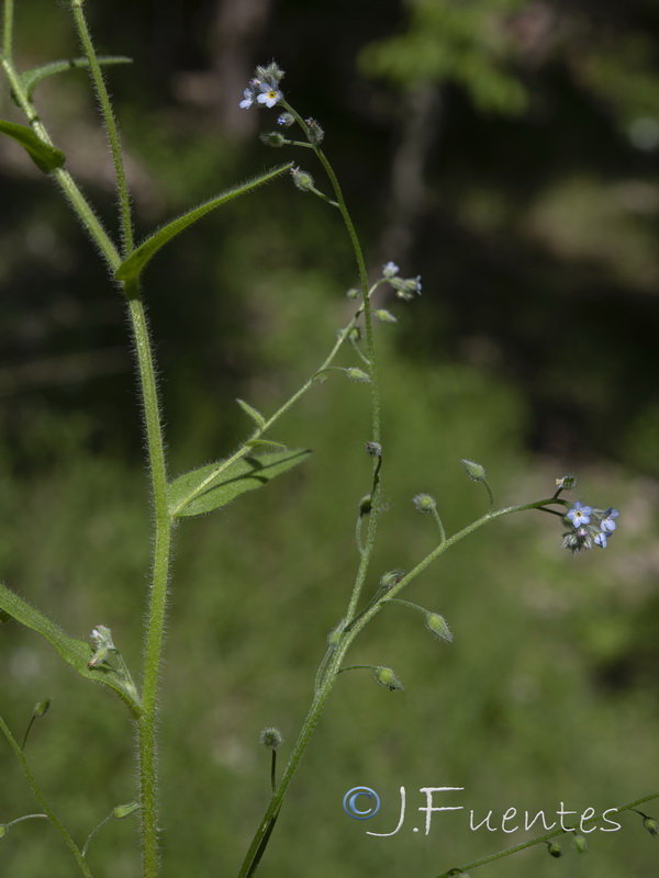 Myosotis arvensis arvensis.01