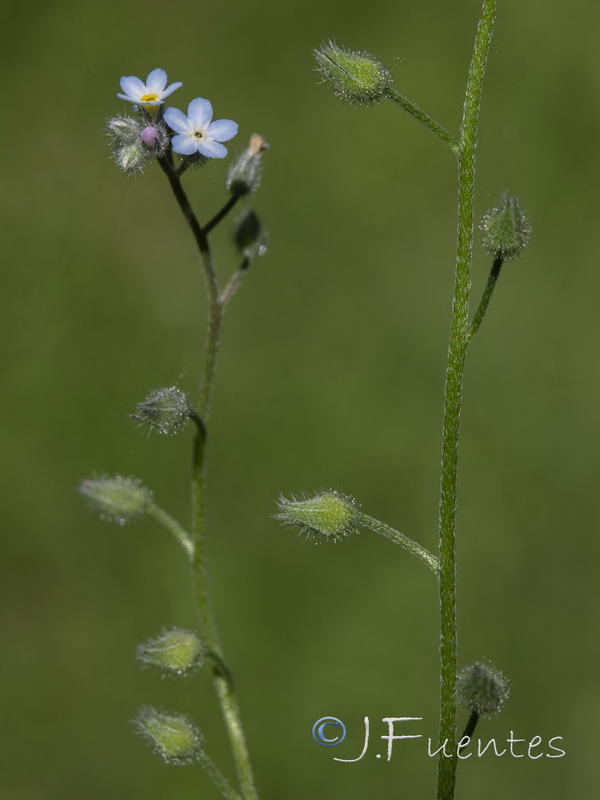 Myosotis arvensis arvensis.03