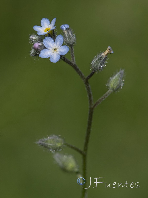 Myosotis arvensis arvensis.04