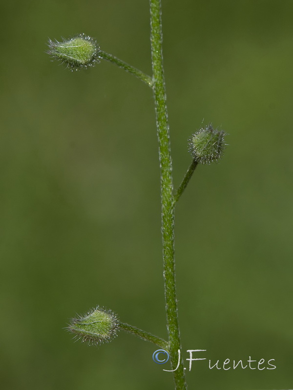 Myosotis arvensis arvensis.05