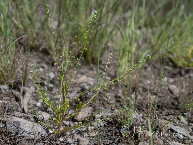 Myosotis debilis.01