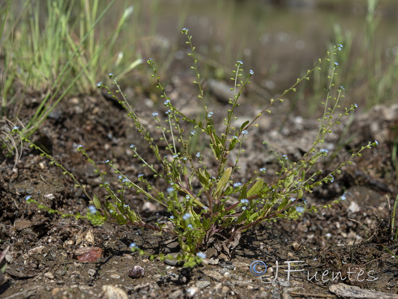 Myosotis debilis.02