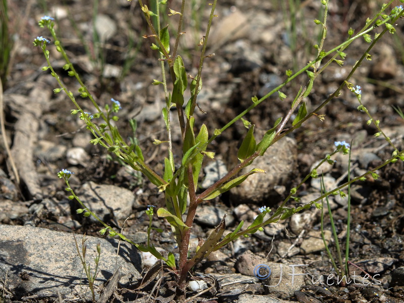 Myosotis debilis.03