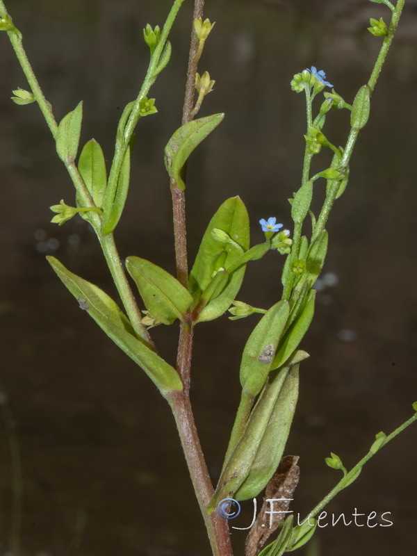 Myosotis debilis.04