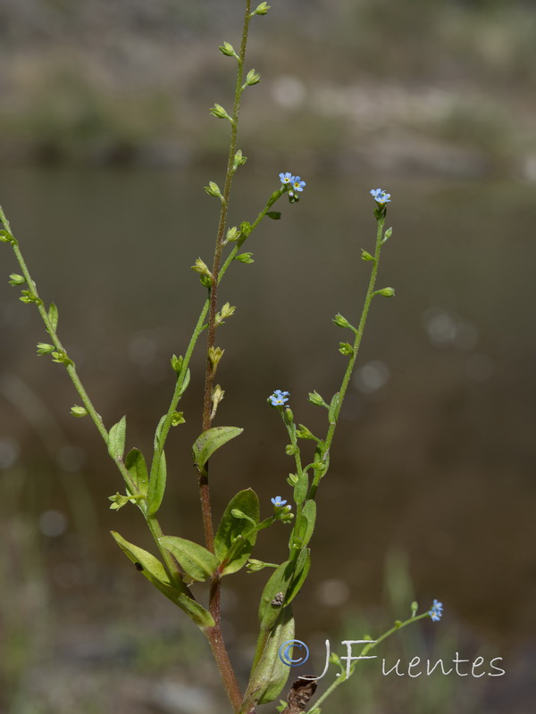 Myosotis debilis.05