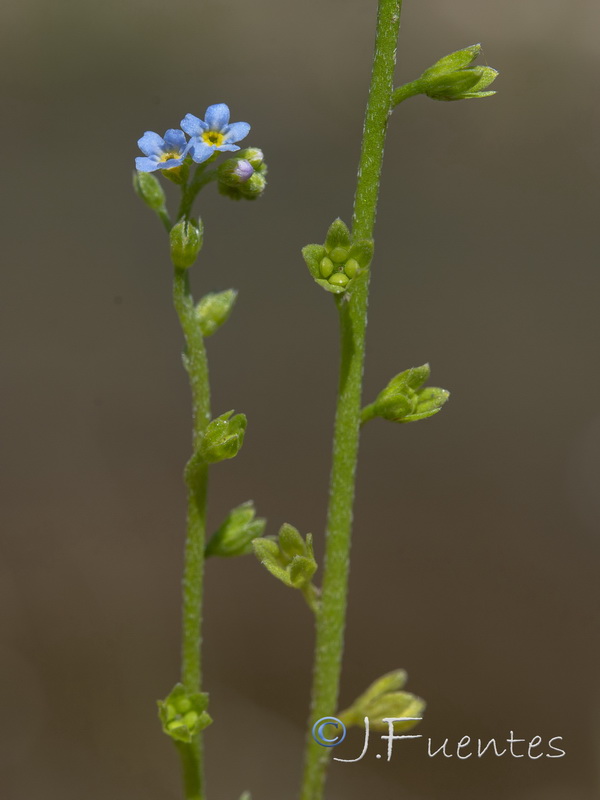 Myosotis debilis.06