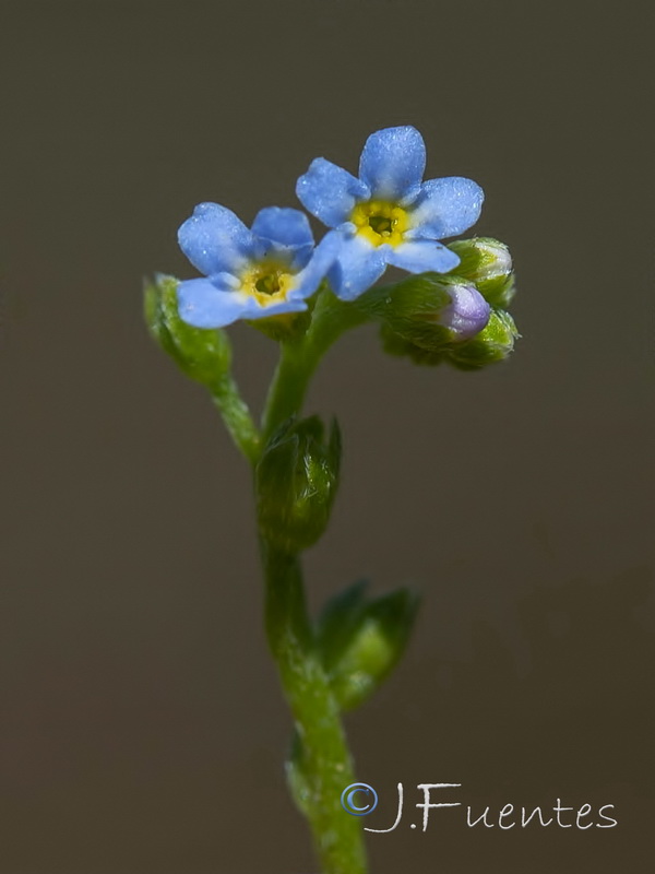 Myosotis debilis.07