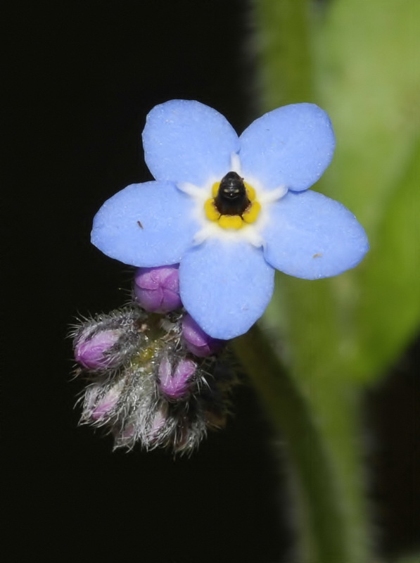 Myosotis decumbens teresiana.07