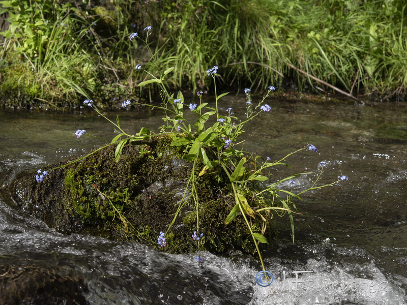 Myosotis decumbens teresiana.33
