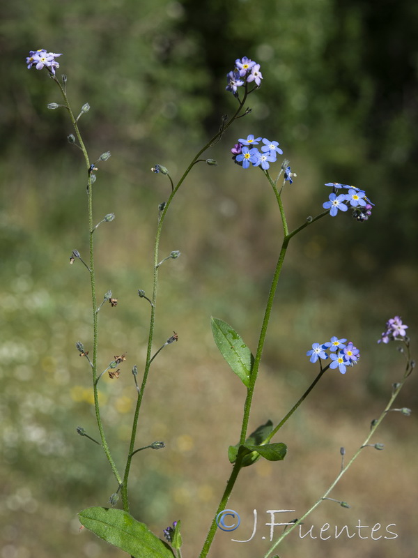Myosotis decumbens teresiana.34