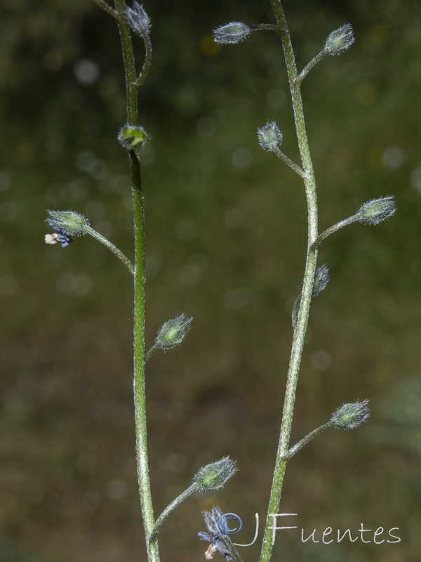 Myosotis decumbens teresiana.35