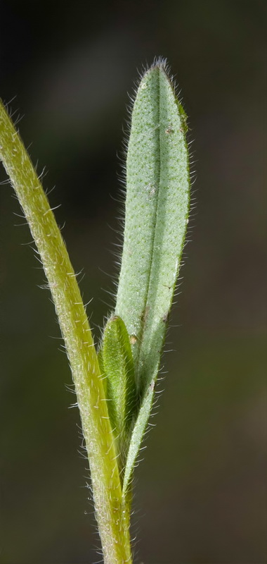 Myosotis discolor dubia.05