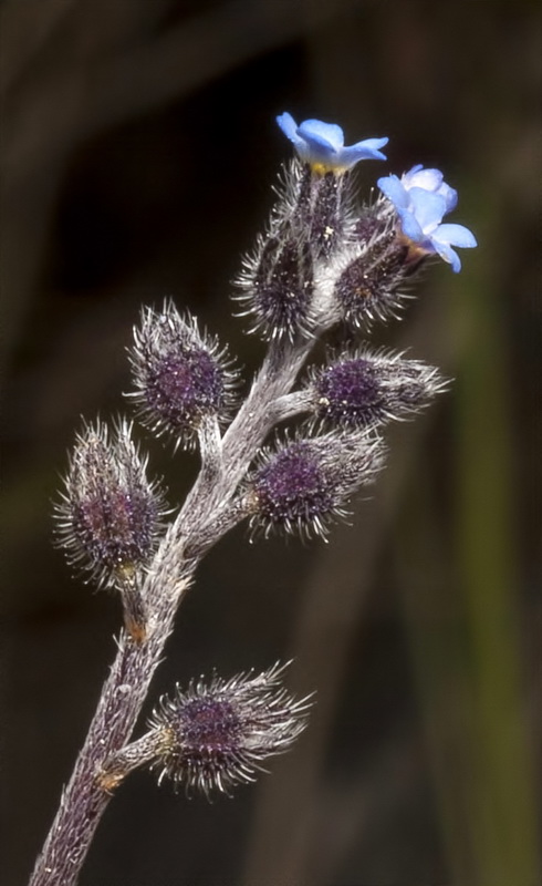 Myosotis discolor dubia.12