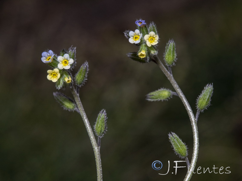 Myosotis discolor dubia.13