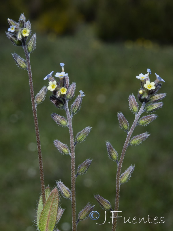 Myosotis discolor dubia.14