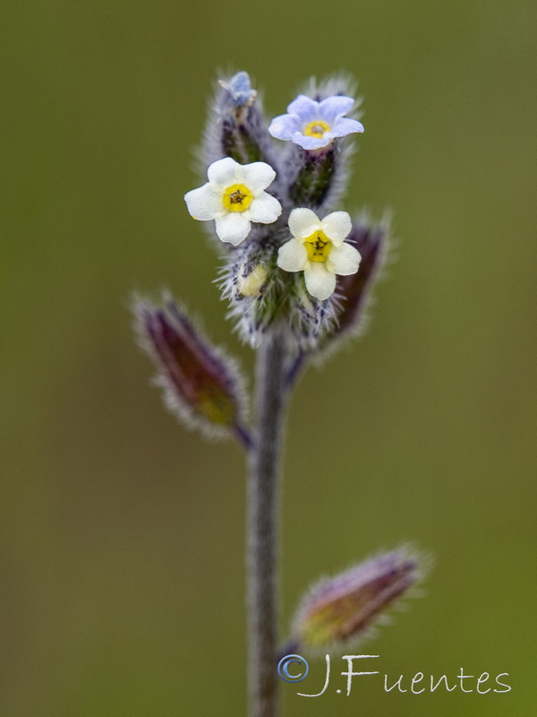 Myosotis discolor dubia.15